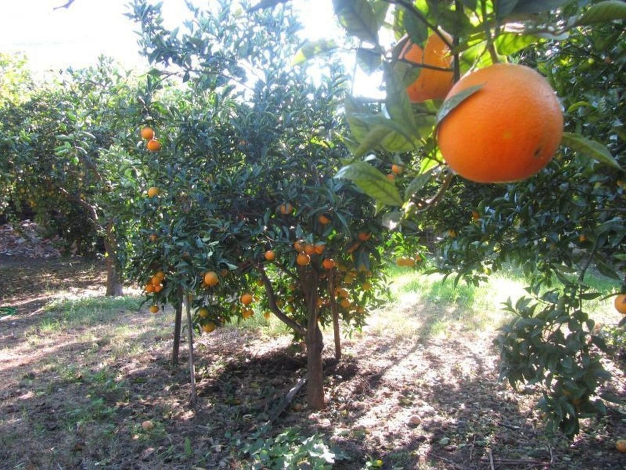 Come In Sicily La Pietra Monaca Leilighet Acireale Eksteriør bilde