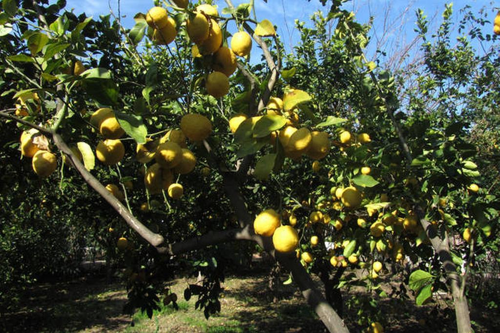 Come In Sicily La Pietra Monaca Leilighet Acireale Rom bilde
